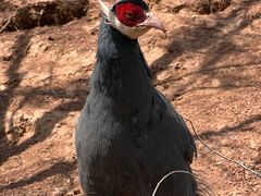 -青藏高原野生动物园