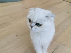 -CAT’S MEWSTAR CAFE·喵星球猫屋(晴湾咖啡店)