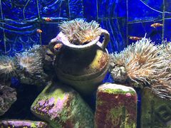 -迪拜水族馆及水下动物园