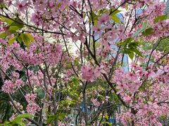 -文华公园(禅城区)