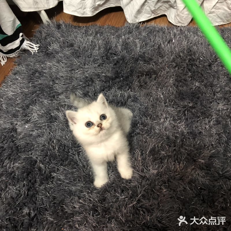 曾经小小猫咪，如今傻不拉叽
