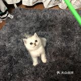曾经小小猫咪，如今傻不拉叽