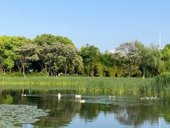 -金银湖国家城市湿地公园