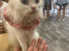 -楼上猫咖(罗湖店)