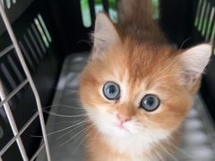 -佳雯宠物医院·皮肤科·内外科(春晓路分院)