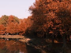 -上海海湾国家森林公园