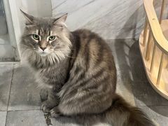 -楼上猫咖(罗湖店)