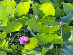 -东升八家郊野公园