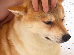 -喜柴咖啡·柴犬狗咖