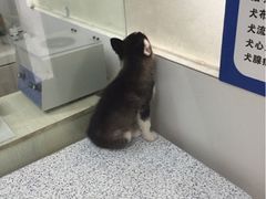 狗舍宠物医院-狗舍宠物医院(四季商业广场店)