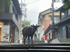 -奈良公园