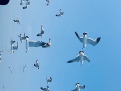 -海驴岛(荣成市)