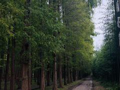 -黄海国家森林公园