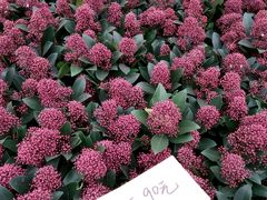 -龙大花卉苗木市场