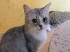 -喵小馆·猫咖狗咖猪咖·饮品店