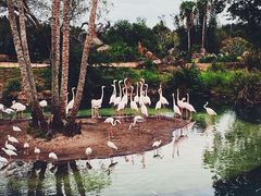 -奥兰多迪士尼动物王国乐园