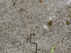 -黄村公园