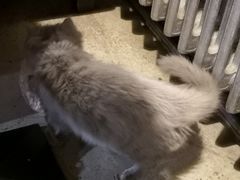 猫咪-莫比餐厅(五道口店)
