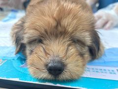 -瑞派动物医院·猫专科·至诚(江南中分院)