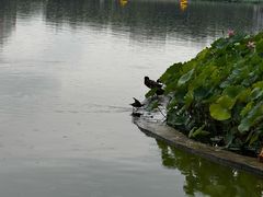 -莲花池公园
