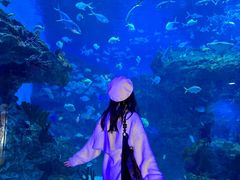 -海合安成都极地海洋公园