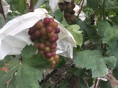 -马陆小张葡萄园农家乐