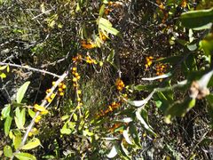 -叠溪松坪沟景区