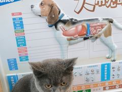 -美联众合动物医院·24h京西诊疗中心