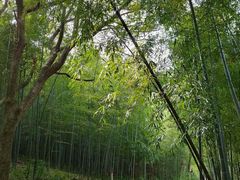 -杭州半山国家森林公园