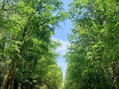 -上海海湾国家森林公园