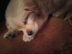 -芭比堂动物医院·犬猫全科·异宠专科(雁塔分院)