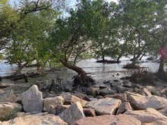 -宝安西湾红树林湿地公园