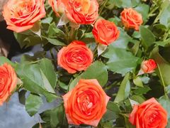 -花匠花艺鲜花店(尹山湖店)