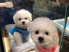 -FAELING PETS美天灵宠物(富力广场店)