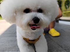 -PETKIT 小佩宠物·德文赛凯猫舍