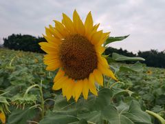 -光明小镇欢乐田园