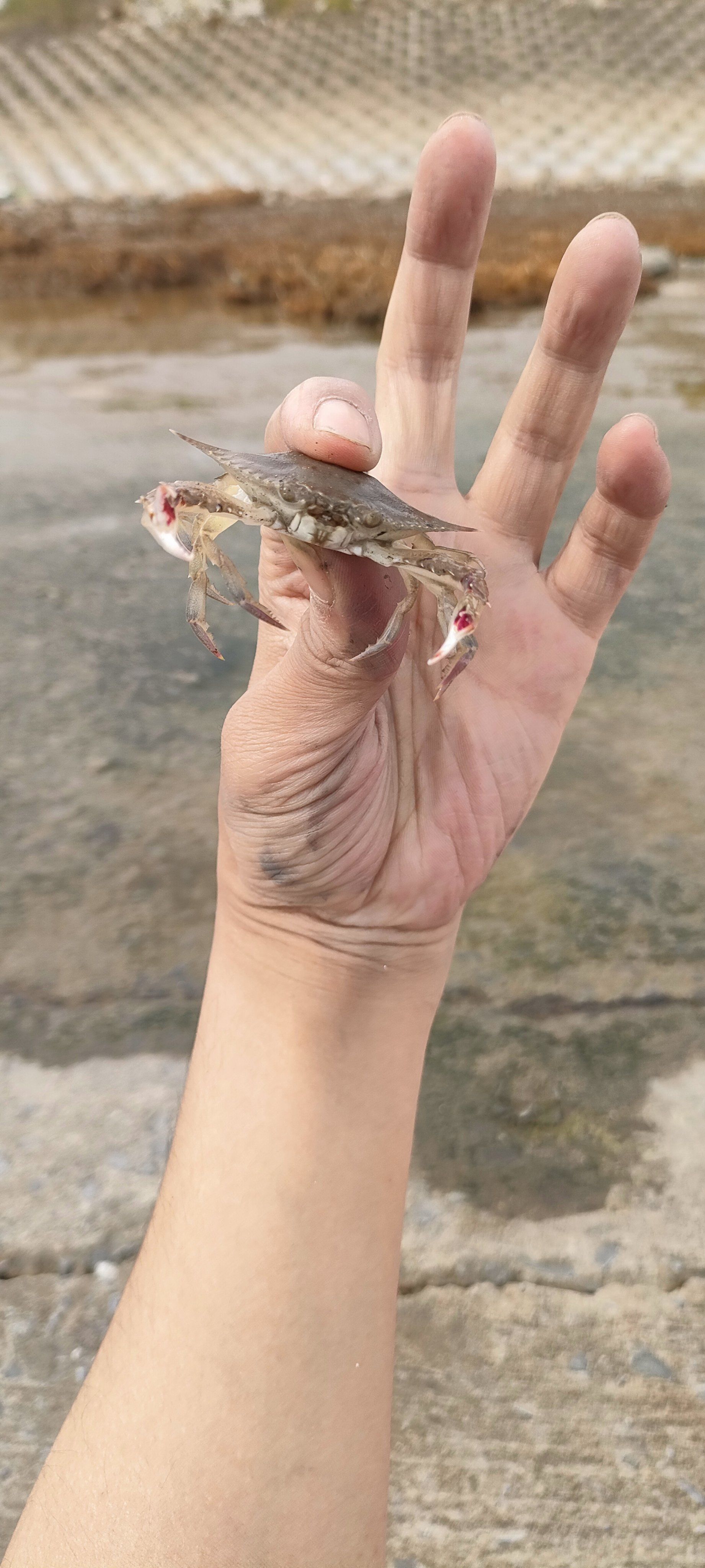 到处都是小螃蟹,在威海厦门三亚赶海抓不到的在当抓到了