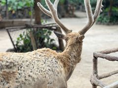 -海南热带野生动植物园