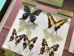 -上海昆虫博物馆