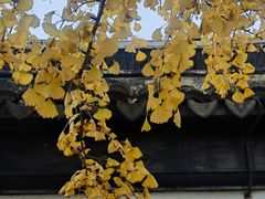 -东山雕花楼