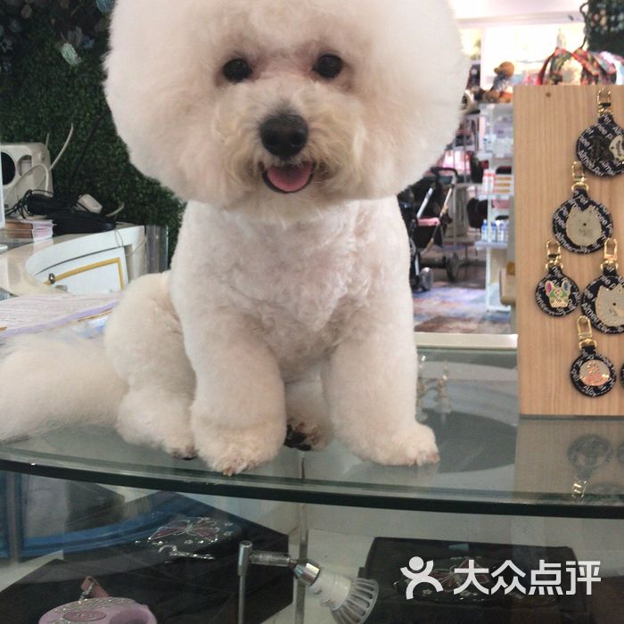 心之旅国际宠物会所