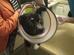 -安安宠医·安宠宠物医院