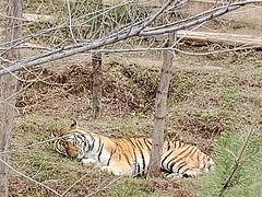 -青藏高原野生动物园