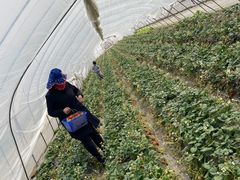 -小鱼草莓采摘园农家乐·小鱼餐厅