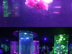 -南昌海洋公园