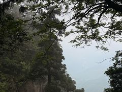 -天目山大树王景区