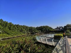 -大亚湾红树林城市湿地公园