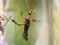-上海大自然野生昆虫馆(东方明珠·爬宠昆虫探索中心)