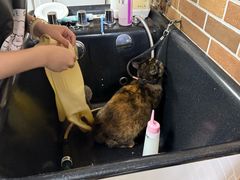 -安安宠医宠物医院·异宠·犬猫内科(岳阳分院)