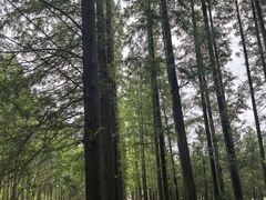 -黄海国家森林公园